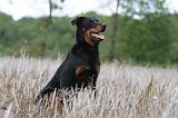 BEAUCERON 566